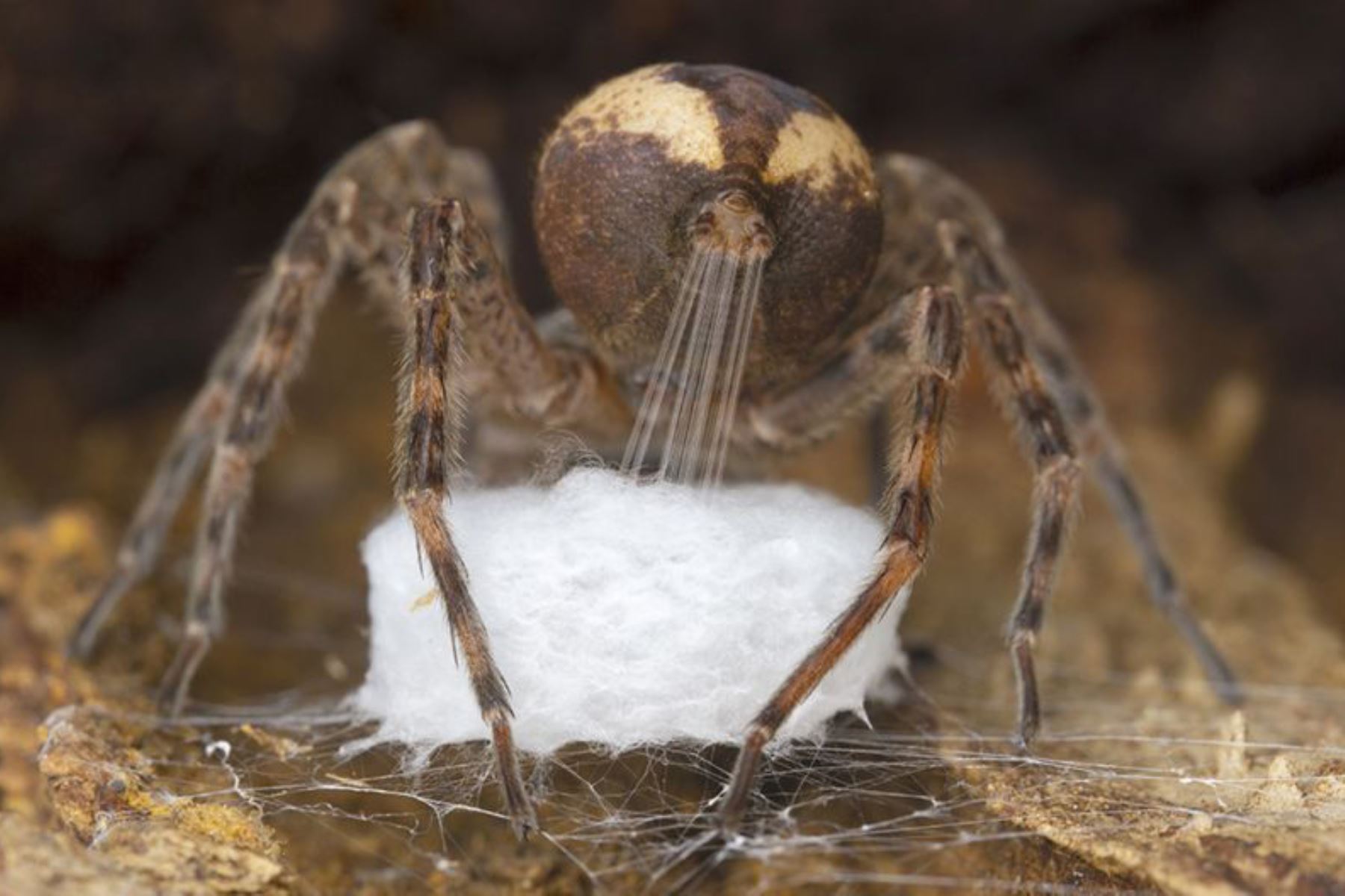 Gil Wizen es un entomólogo y fotógrafo experto. Esta araña dolomedes está tirando la seda de su hilador para formar un saco para sus huevos. Este tipo de araña es común en los humedales y bosques templados del este de América del Norte. La imagen ganó en la categoría Comportamiento: Invertebrados. Foto:GIL WIZEN/WPY