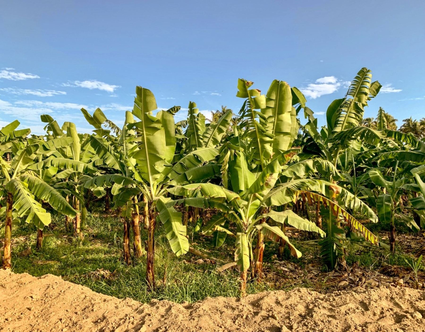 Un innovador plan elaborado por investigadores de la Universidad de Piura optimiza el riego en terrenos de cultivo y potencia la producción de banano orgánico que tiene gran demanda en mercados internacionales. ANDINA/Difusión