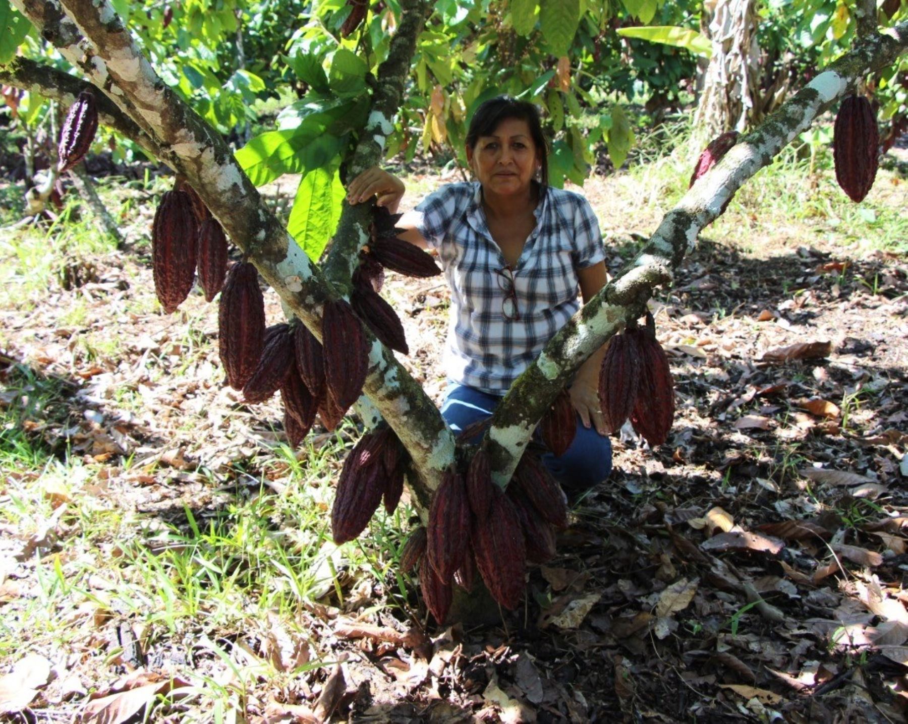 Sonia Rodríguez Anyosa lidera el gran emprendimiento en el que participan 130 productoras de cacao del distrito de Pichari, en Cusco, y que las ha convertido en empresarias exitosas. ANDINA/Difusión