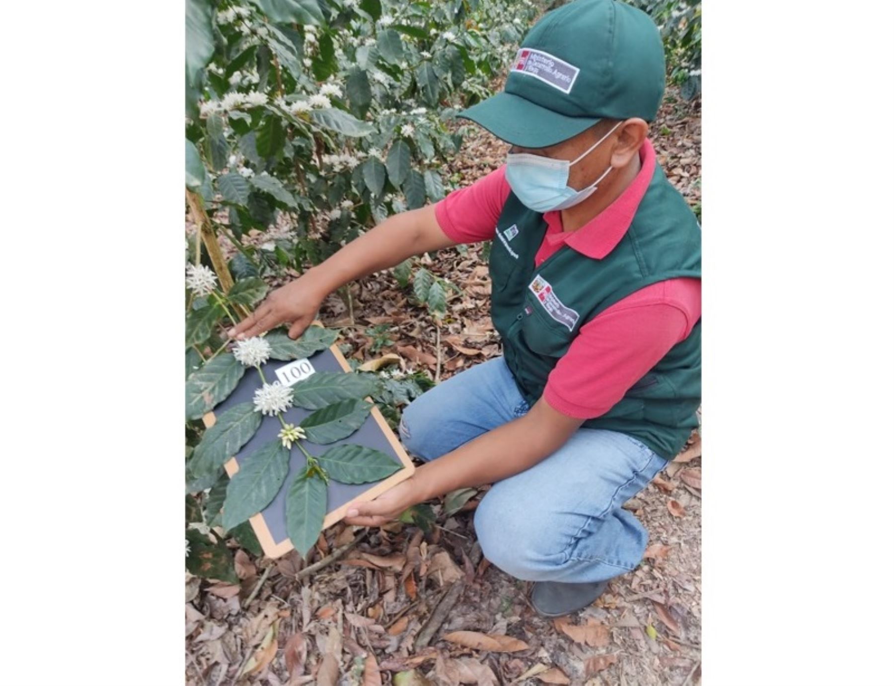 Con germoplasma de café de alta calidad genética el INIA busca potenciar la producción de aromático grano en el Perú. ANDINA/Difusión