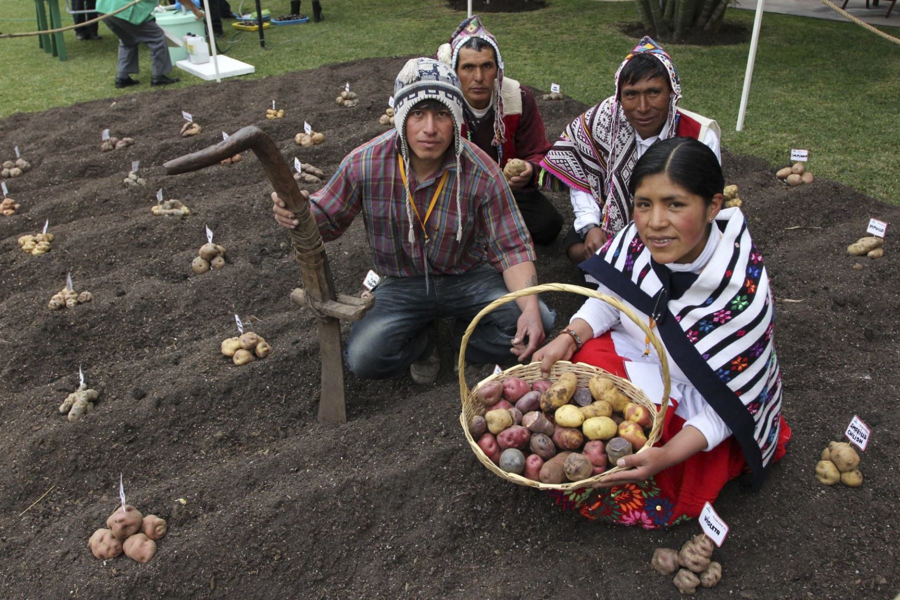 El Perú es un país megadiverso y centro de origen para cultivos y crianzas de importancia global. Asimismo, es reconocido como uno de los centros de domesticación más prolíficos en la historia de la humanidad, habiéndose domesticado cultivos como la papa, la quinua, el algodón, entre otros. ANDINA/Difusión
