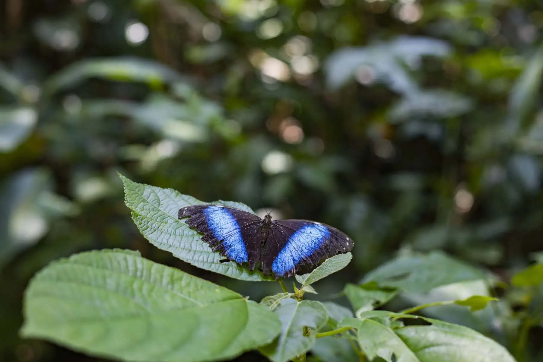 Parque Nacional de Tingo María, zona turística de la cueva de las lechuzas. Foto: ANDINA/Carla Patiño