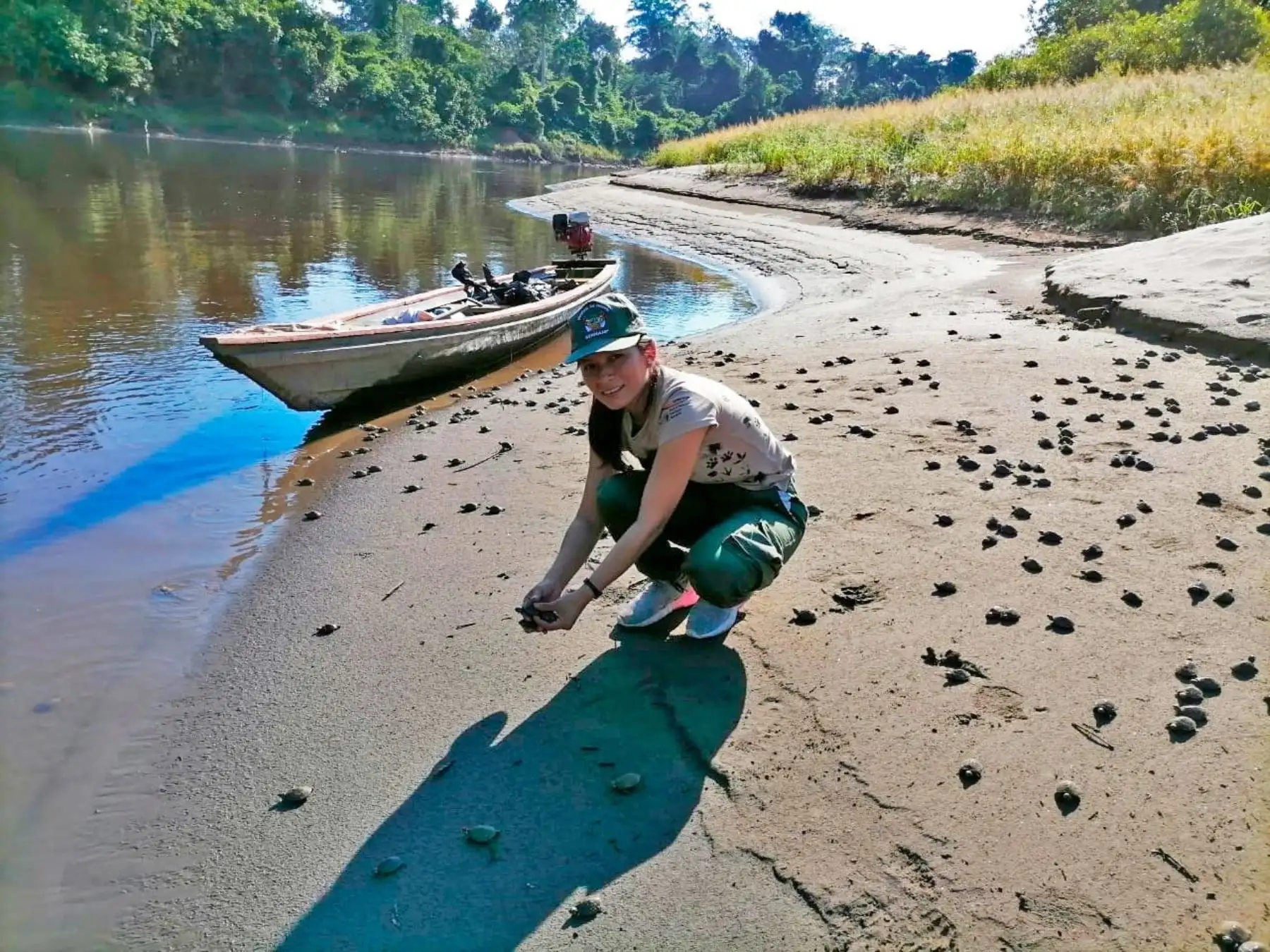 El Minam y Profonanpe reactivaron la campaña Adopta una taricaya: conserva Pacaya que tiene como objetivo asegurar la conservación de las tortugas que habitan en la Reserva Pacaya Samiria y ayudar a las comunidades que se dedican a esta tarea. ANDINA/Difusión