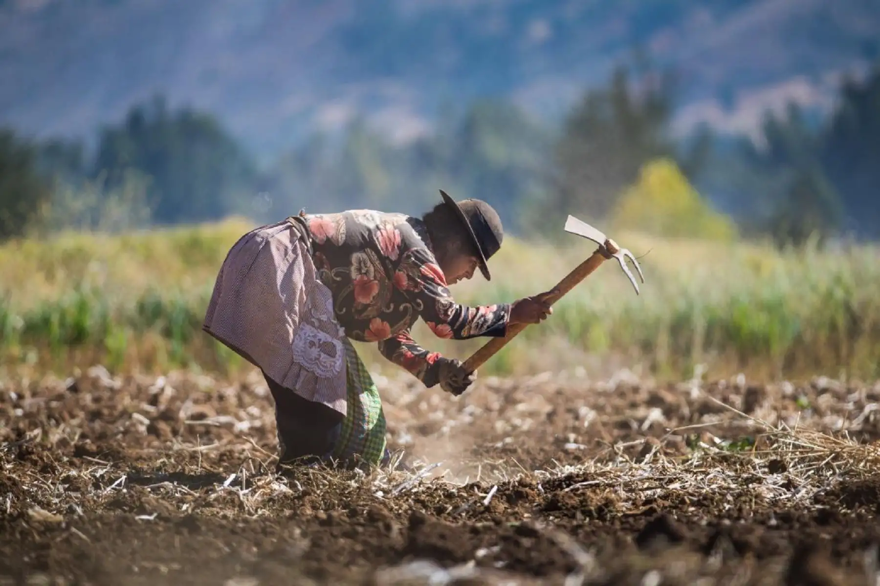 El seguro agrícola catastrófico ayudó a los pequeños productores agropecuarios afectados por eventos climáticos. ANDINA/Difusión