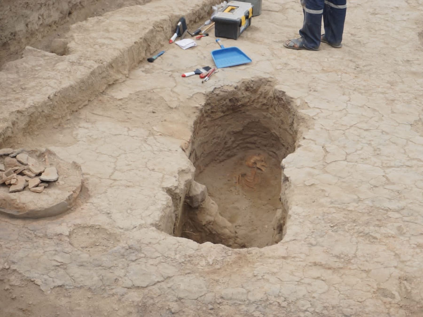 Arqueólogos peruanos del Museo Tumbas Reales de Sipán descubrieron cuatro tumbas que contenían restos de niños y camélidos ofrendados en la Huaca Santa Rosa de Pucalá, en Lambayeque, vinculadas a la época Wari. Foto: ANDINA/Difusión.