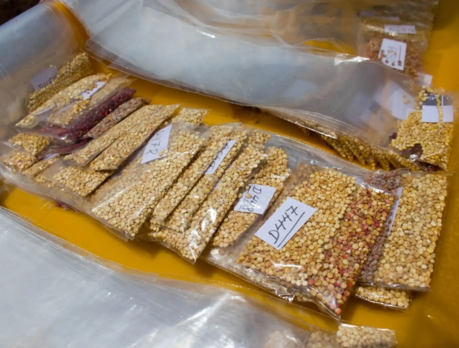 Investigadores del INIA implementan banco de germoplasma de la quinua en Puno que permitirá desarrollar trabajos para mejorar la calidad genética de este cereal andino. Foto: ANDINA/difusión.