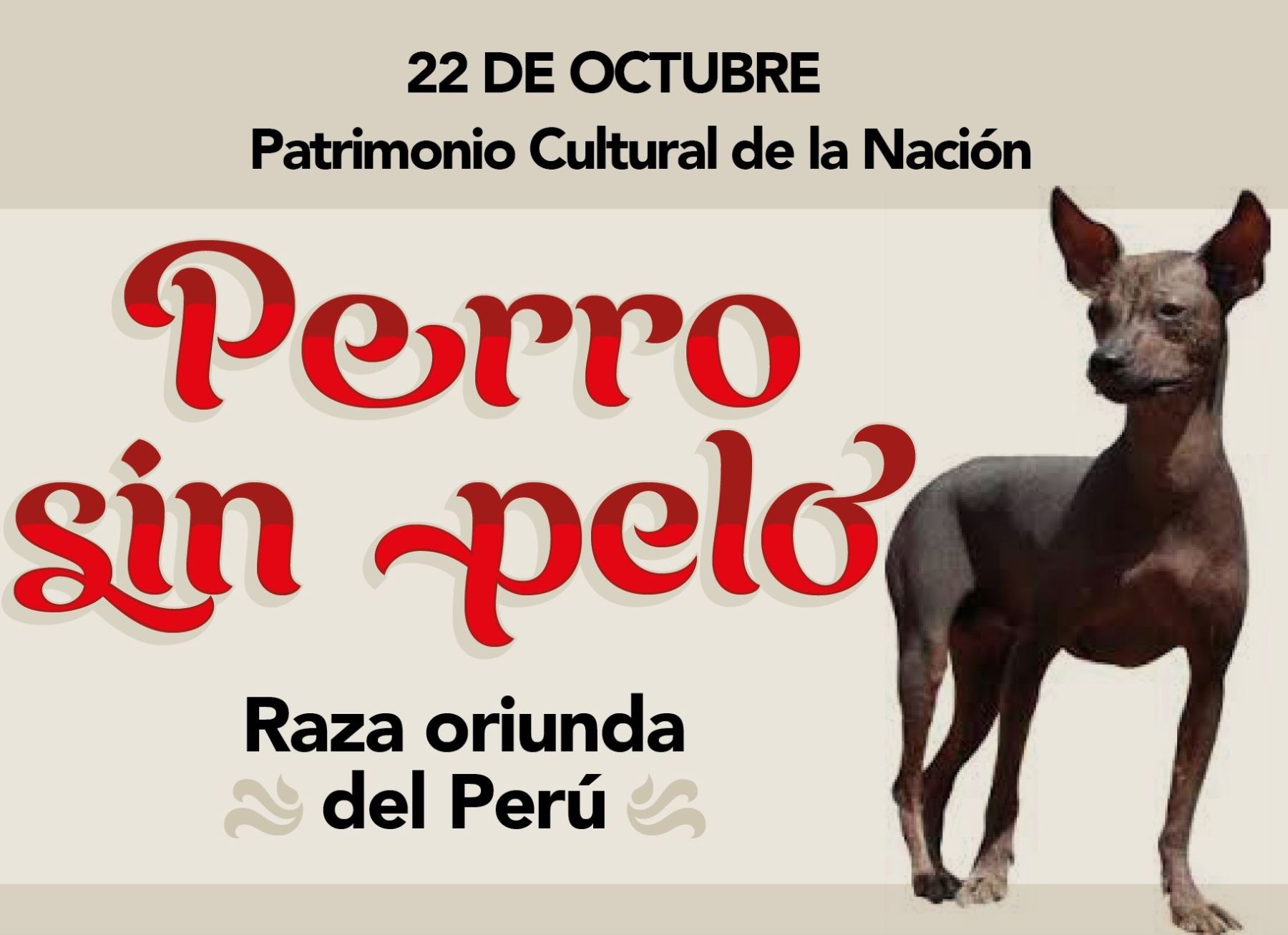 Perú celebra hoy los 20 años del entrañable perro sin pelo como Patrimonio de la Nación | Noticias | Agencia Peruana Noticias Andina