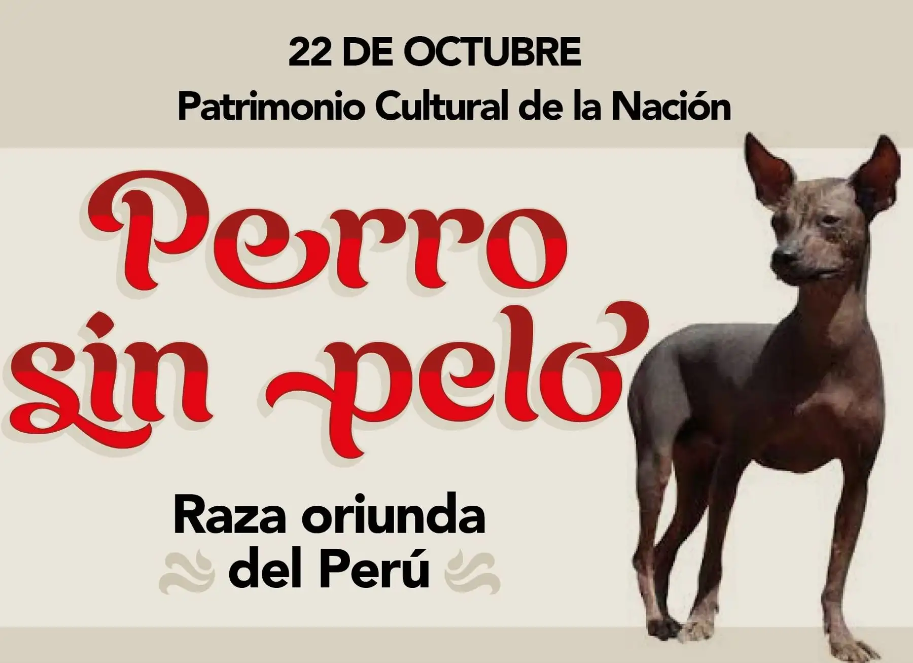 Perú celebra hoy los 20 años de la declaratoria que reconoce al entrañable perro sin pelo peruano como Patrimonio Cultural de la Nación.