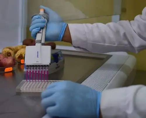 Investigadores de la Universidad Nacional de Trujillo elaboran innovadores productos a base de papa, camote, oca, olluco y mashua para el tratamiento de quemaduras y heridas.