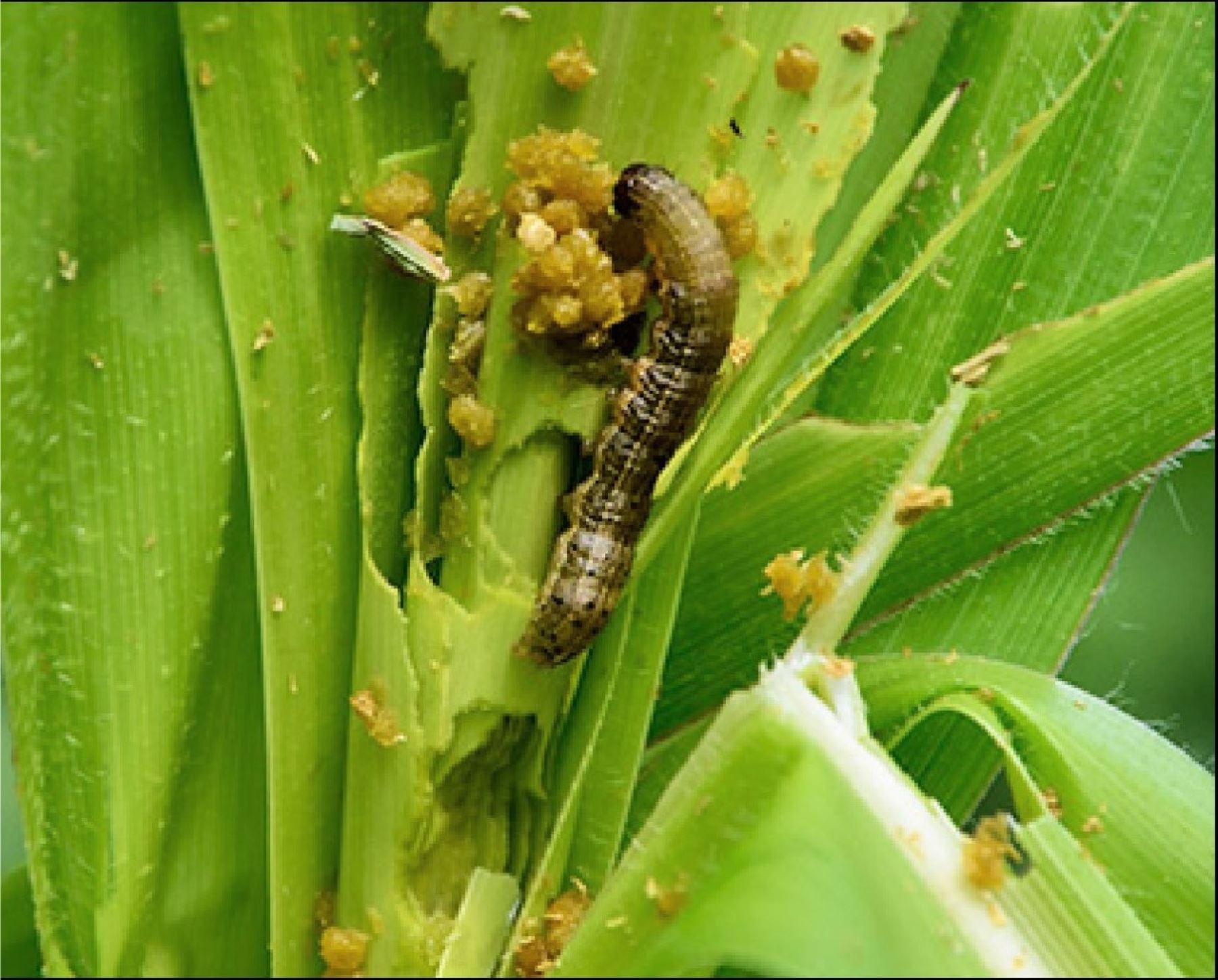 San Martín: desarrollan tecnología para proteger maíz amarillo del gusano cogollero