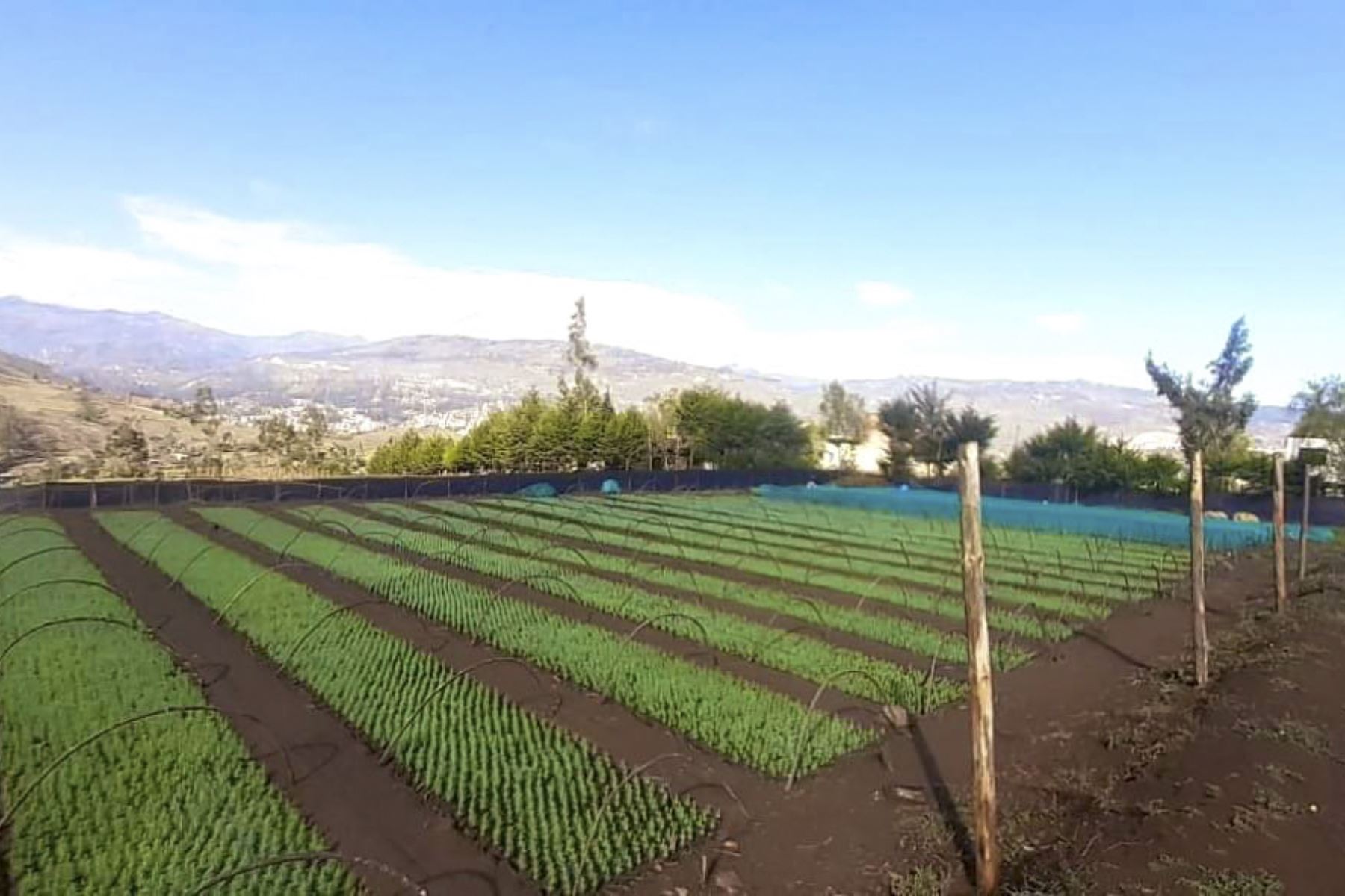 Cajamarca: Hualgayoc logra producir en vivero de Chala 330,000 plantones forestales