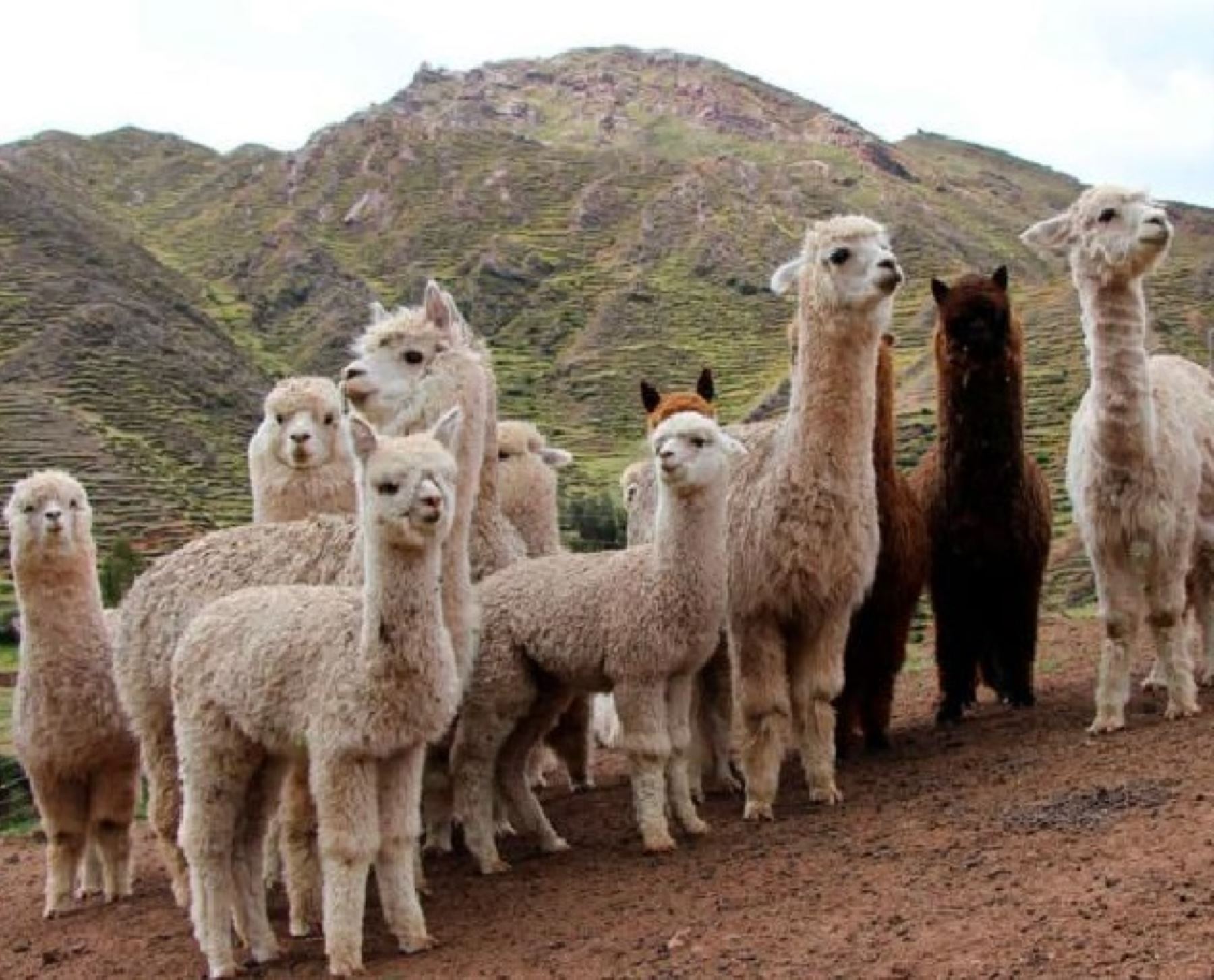 Agro Rural del Ministerio de Desarrollo Agrario y Riego invertirá más de S/ 32 millones para proyecto de mejoramiento genético de la alpaca en ocho regiones.Foto: ANDINA/Difusión.