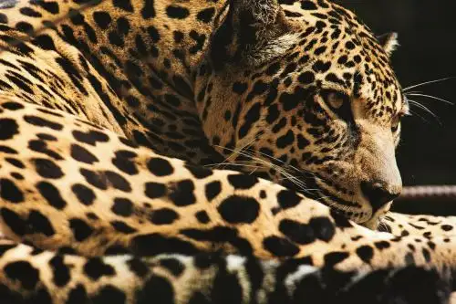 El XIV Cimfauna será un espacio de interrelación e intercambio real de vivencias y conocimientos sobre el manejo de fauna silvestre en Latinoamérica. Foto: ANDINA/Sernanp