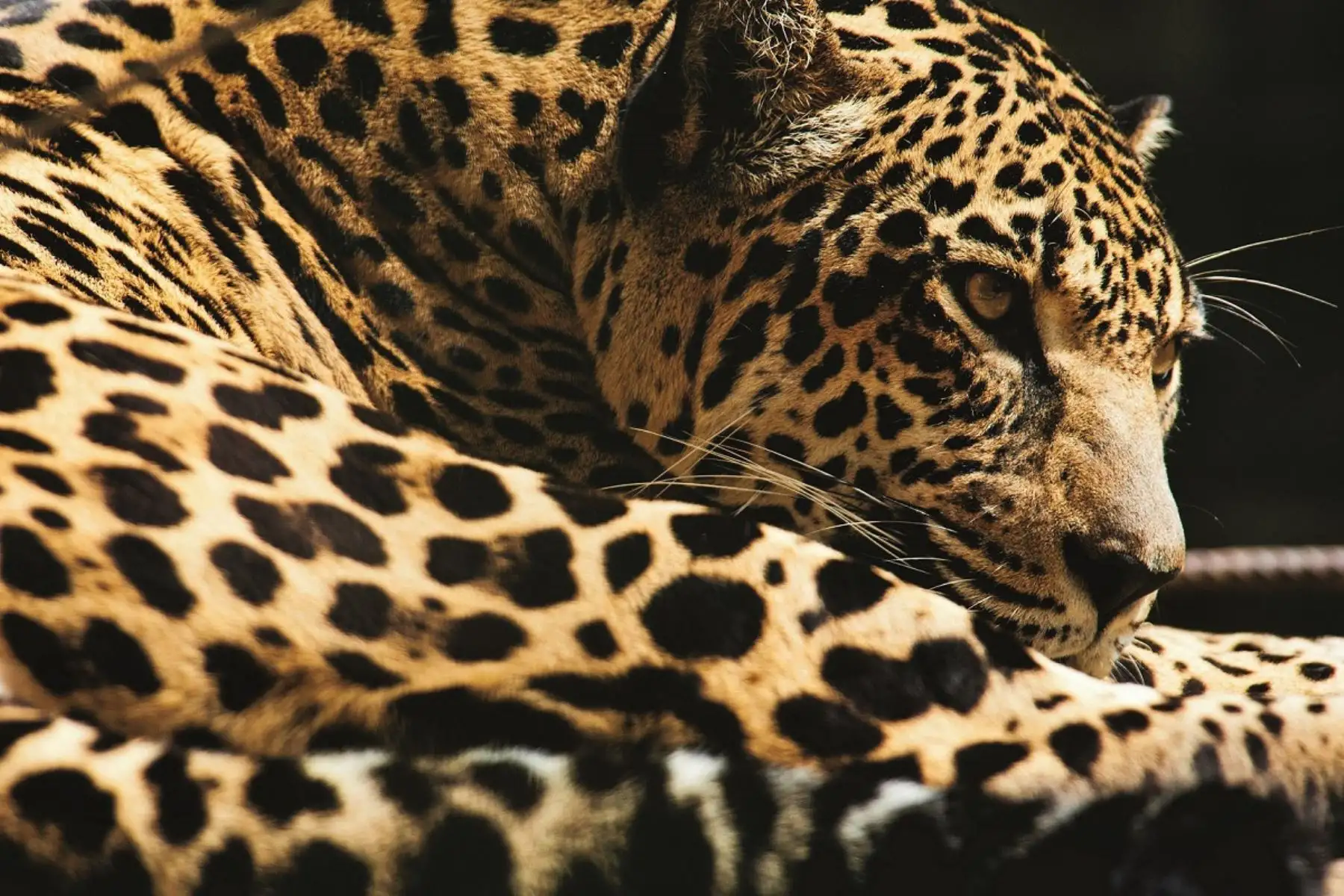El XIV Cimfauna será un espacio de interrelación e intercambio real de vivencias y conocimientos sobre el manejo de fauna silvestre en Latinoamérica. Foto: ANDINA/Sernanp