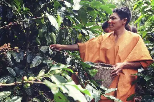 Con cerca de 6 millones de euros se financiarán 860 modelos de negocios amigables con la biodiversidad. Foto: ANDINA/Difusión