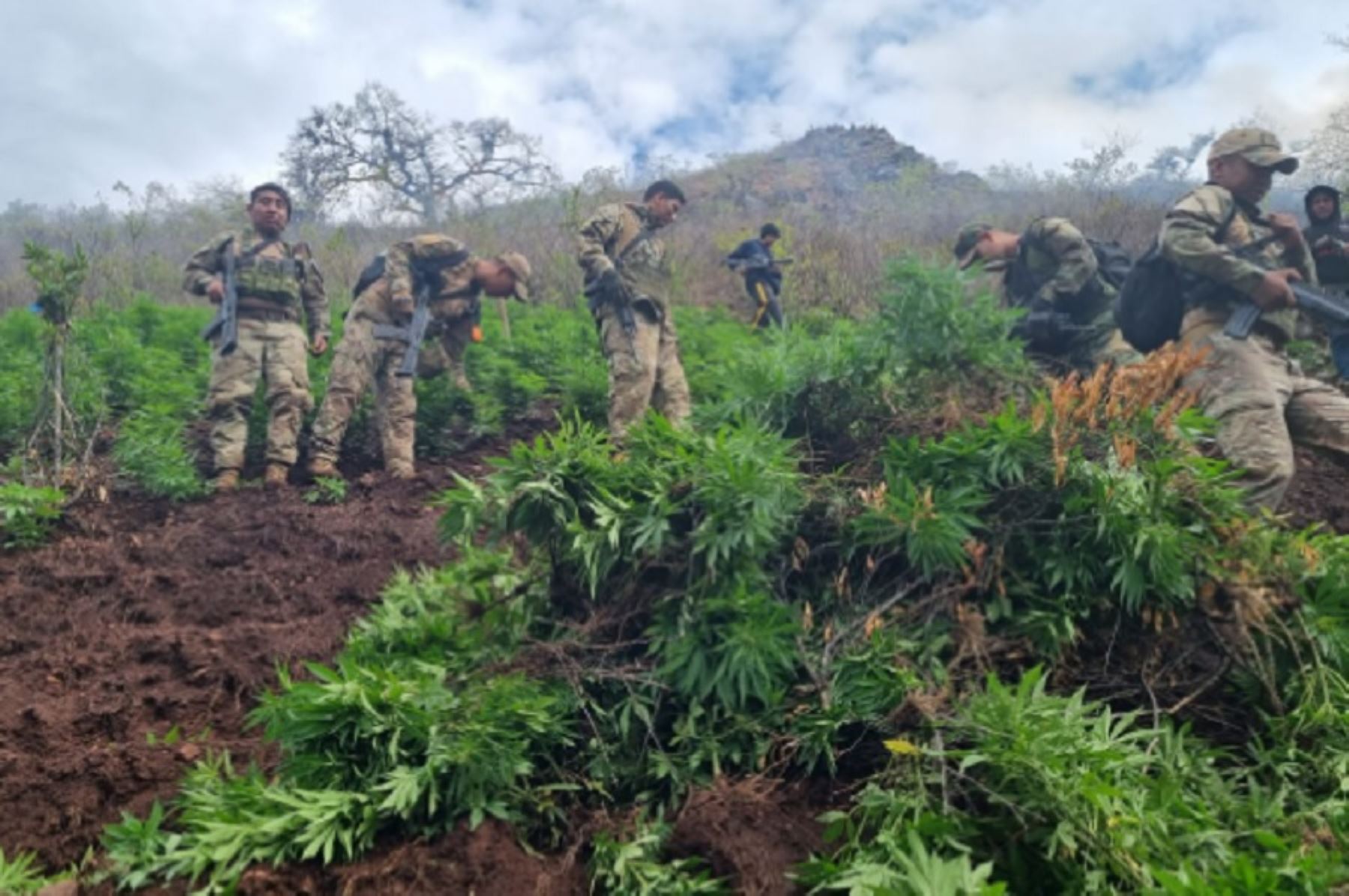 En un nuevo accionar en la lucha contra el narcotráfico, las Fuerzas Armadas y la Policía Nacional intervinieron el 28 y 29 de octubre 200,000 plantones de marihuana, así como un laboratorio rústico para la elaboración de droga, informó hoy el Comando Conjunto de las Fuerzas Armadas.