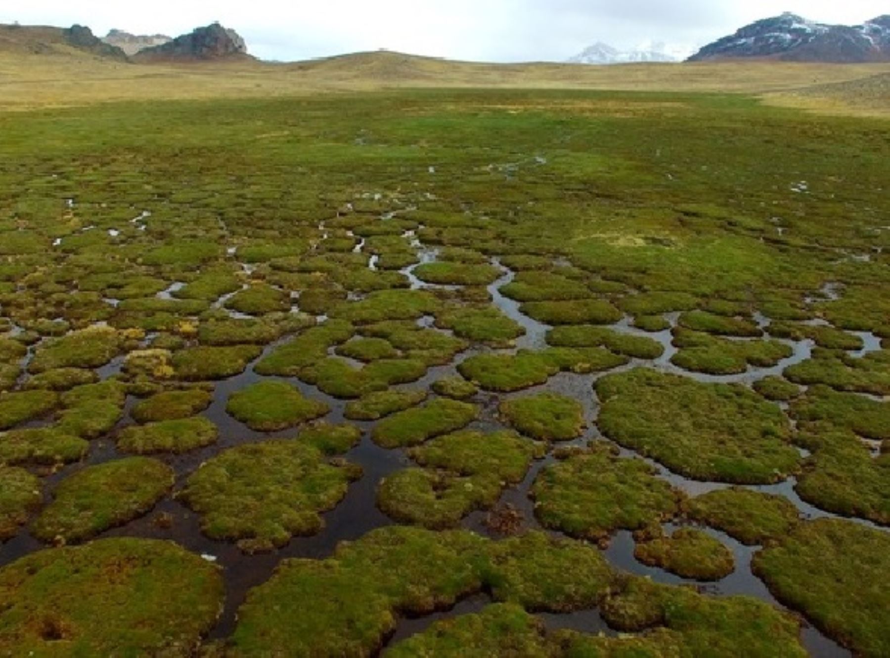 El Minam destacó el aporte de las turberas (bofedales, humedales, pantanos) en la gestión sostenible de los recursos naturales del Perú en la cumbre de la COP26 que se desarrolla en Escocia. ANDINA/Difusión