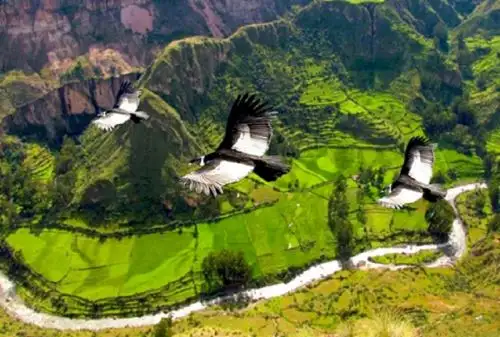 La región Ayacucho cuenta ahora con un nuevo circuito turístico, bautizado como la “Ruta encantada de los cóndores”, que busca contribuir a su reactivación económica y turística mediante la promoción de la riqueza natural, histórica, cultural, musical, gastronómica y artesanal del impresionante valle del Sondondo, en la provincia de Lucanas.