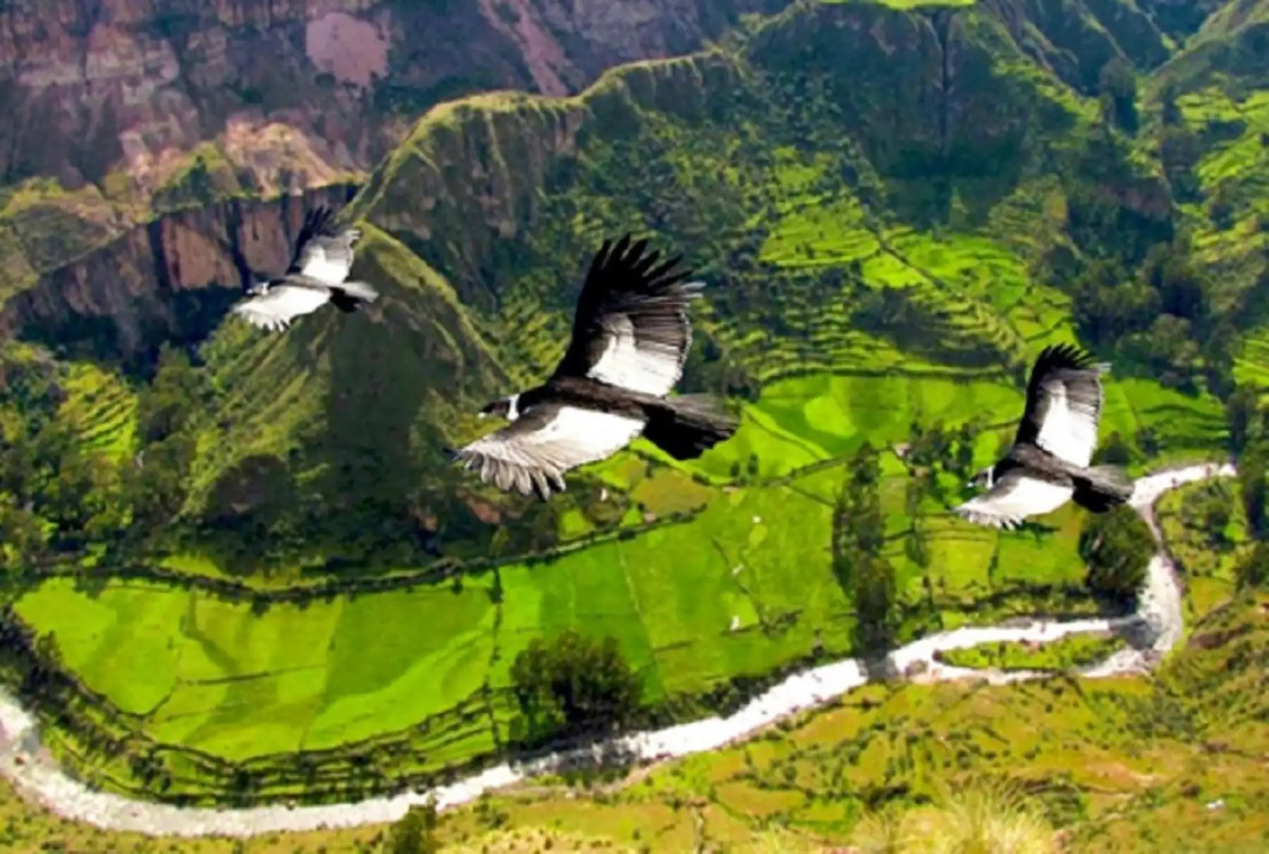 La región Ayacucho cuenta ahora con un nuevo circuito turístico, bautizado como la “Ruta encantada de los cóndores”, que busca contribuir a su reactivación económica y turística mediante la promoción de la riqueza natural, histórica, cultural, musical, gastronómica y artesanal del impresionante valle del Sondondo, en la provincia de Lucanas.