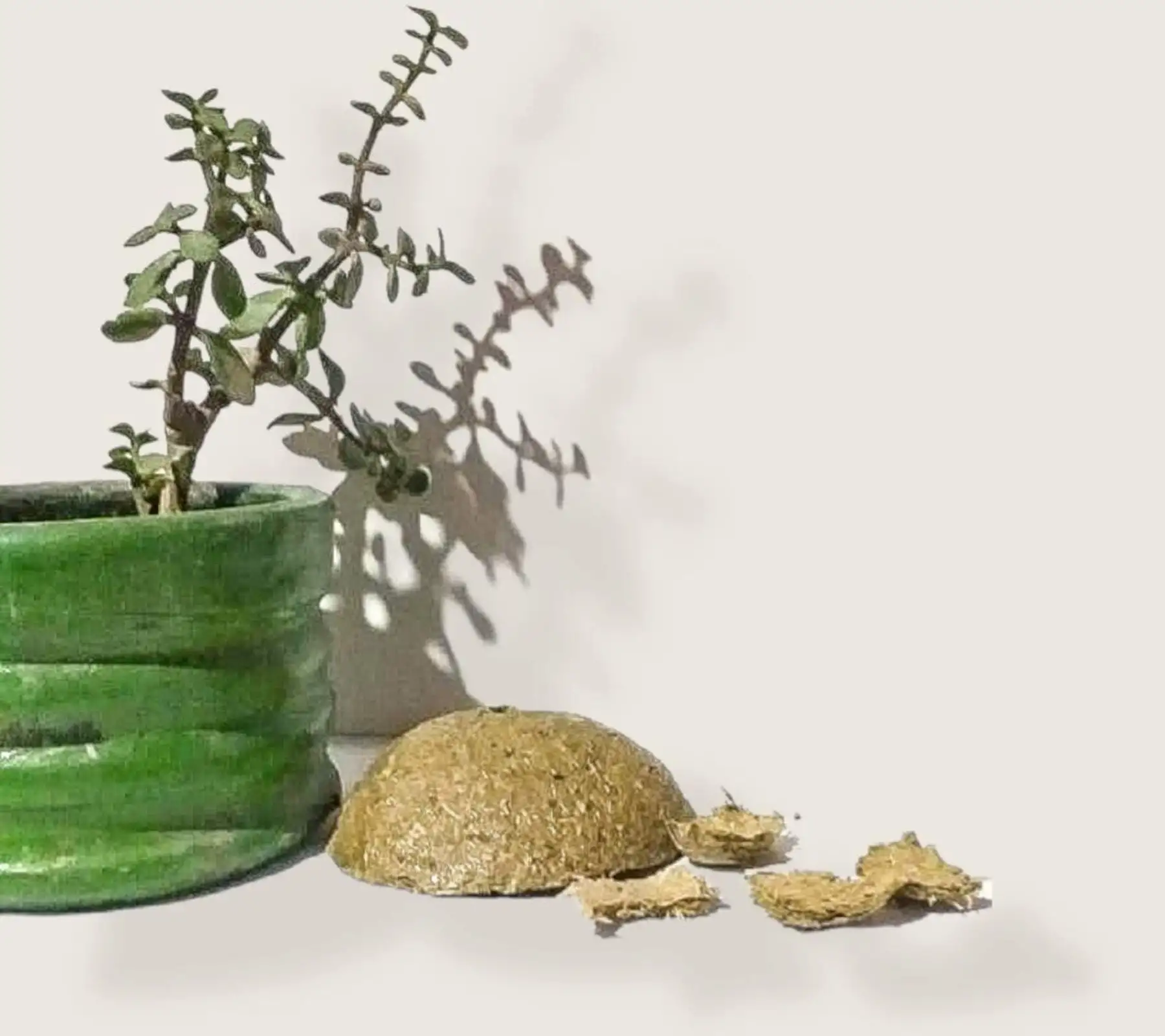 El abono Pacuy presenta altos valores de fósforo, nitrógeno y potasio, elementos nutricionales indispensables para que la planta pueda crecer y dar frutos.