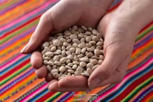El tarwi es una de las joyas alimentarias que se cultivan en el Perú desde tiempos ancestrales. Se trata de una leguminosa considerada un prodigio de nuestra agricultura familiar y es un aliado clave para la seguridad alimentaria. ANDINA/Difusión