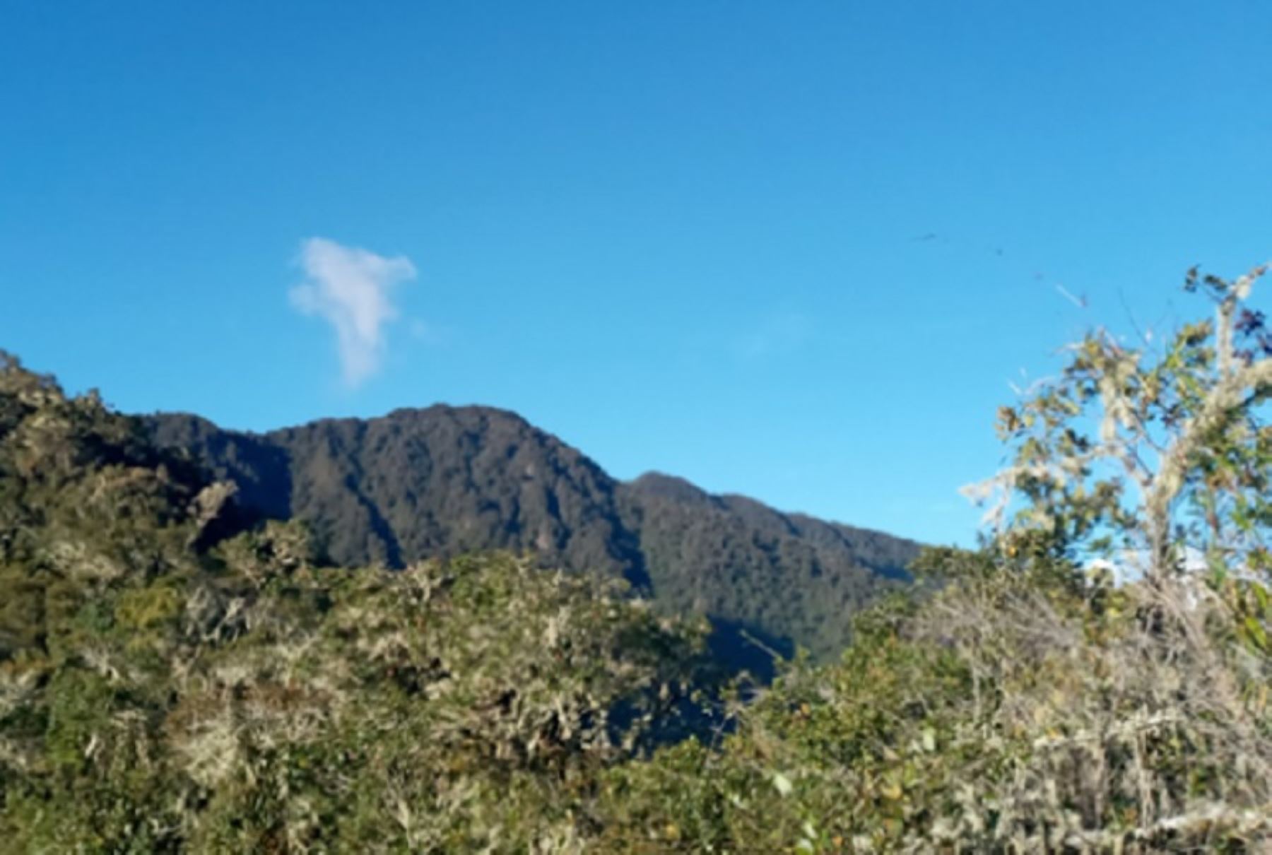 Huancavelica: conoce el área de conservación Bosque Nublado Amaru-Huachocolpa-Chihuana