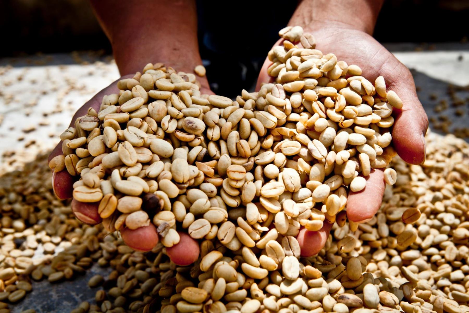 Australia: nuevo mercado para los cafés especiales peruanos, según Promperú