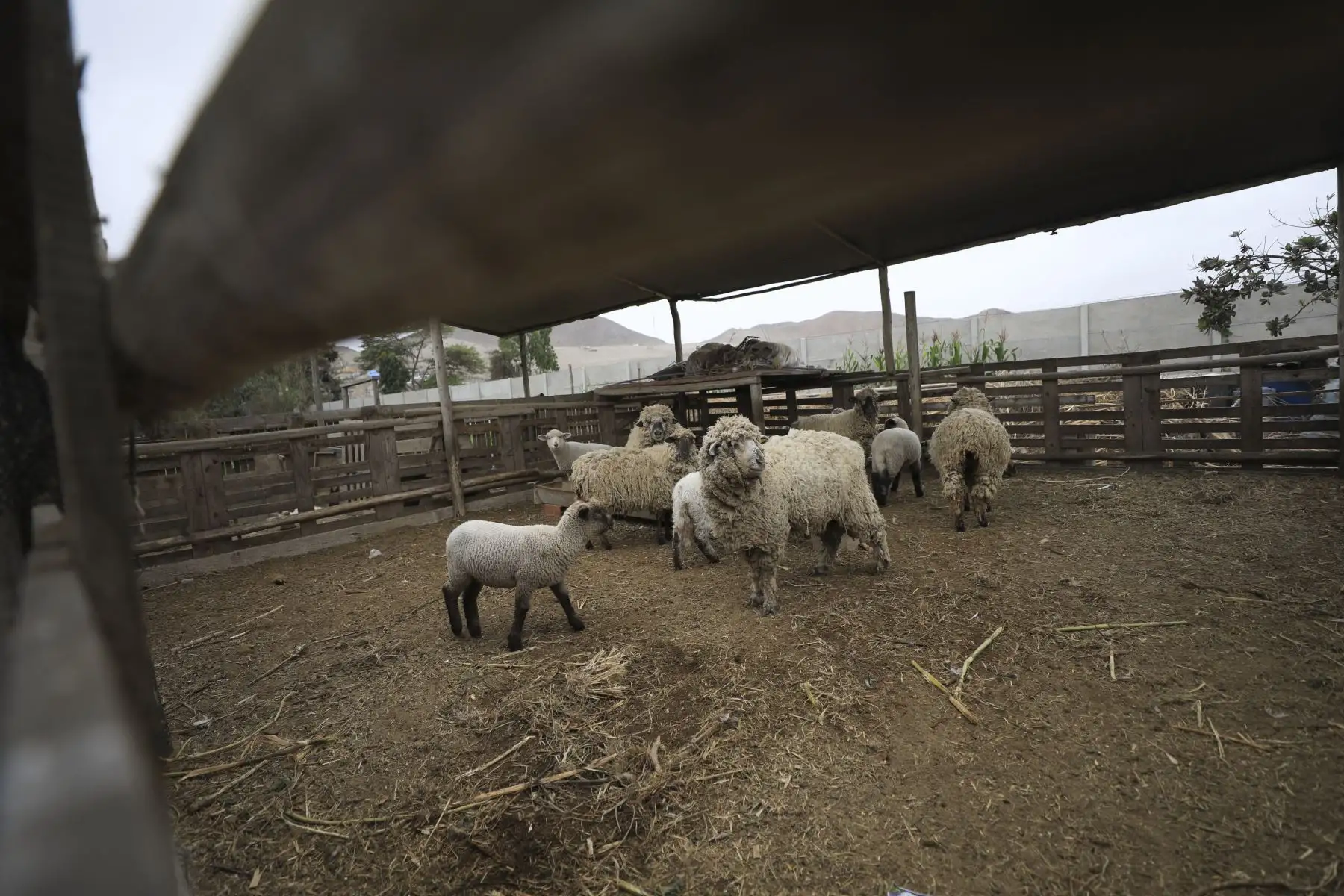 La ministra de la Mujer y Poblaciones Vulnerables, Anahí Durand, visitó a agricultoras ecológicas del Valle de Lurín. Foto: ANDINA/MIMP