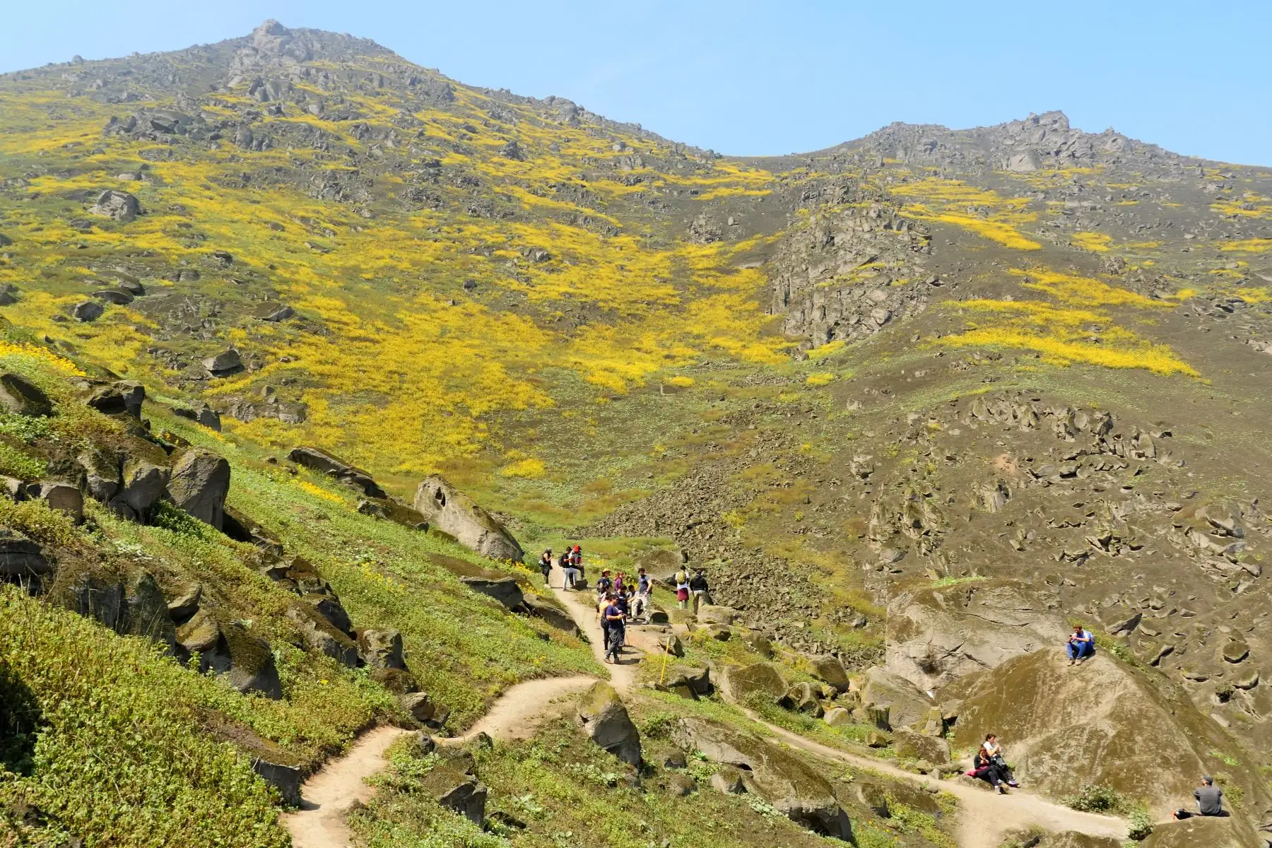 El Ministerio de Desarrollo Agrario y Riego  y el Servicio Nacional Forestal y de Fauna Silvestre desarrollan  en las lomas de Mangomarca una campaña que busca lograr que la población tome conciencia sobre la necesidad de preservar este espacio 
Foto: ANDINA/Difusión