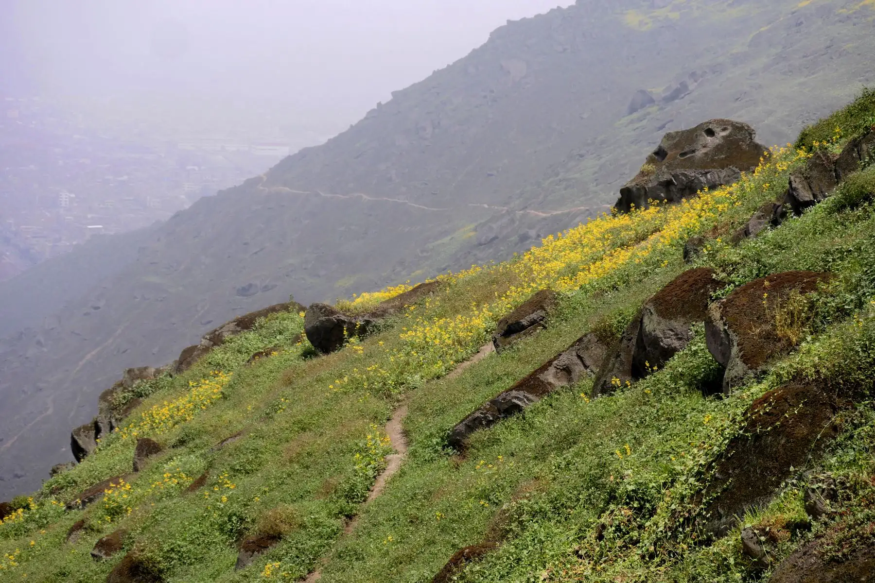 Las lomas de Mangomarca, así como todos los ecosistemas frágiles de este tipo en el país, contribuyen con la preservación de estas especies y también son aliados claves en la lucha contra el cambio climático.
 Foto: ANDINA/Difusión