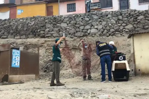 Especialistas de Serfor explican que la captura de un animal silvestre como Run Run es un proceso que puede tardar, debido a lo imprevisible de su comportamiento dada su naturaleza. ANDINA/ Serfor