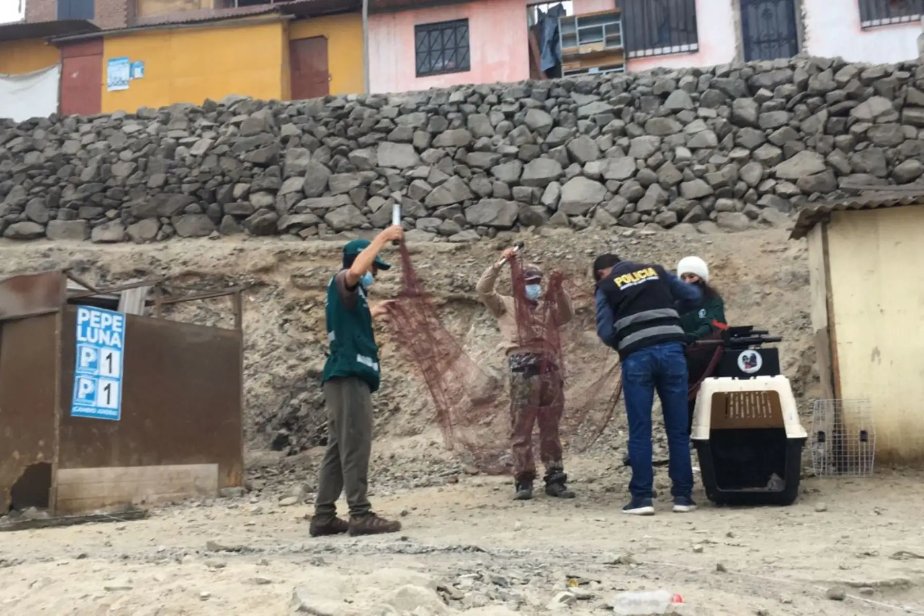Especialistas de Serfor explican que la captura de un animal silvestre como Run Run es un proceso que puede tardar, debido a lo imprevisible de su comportamiento dada su naturaleza. ANDINA/ Serfor
