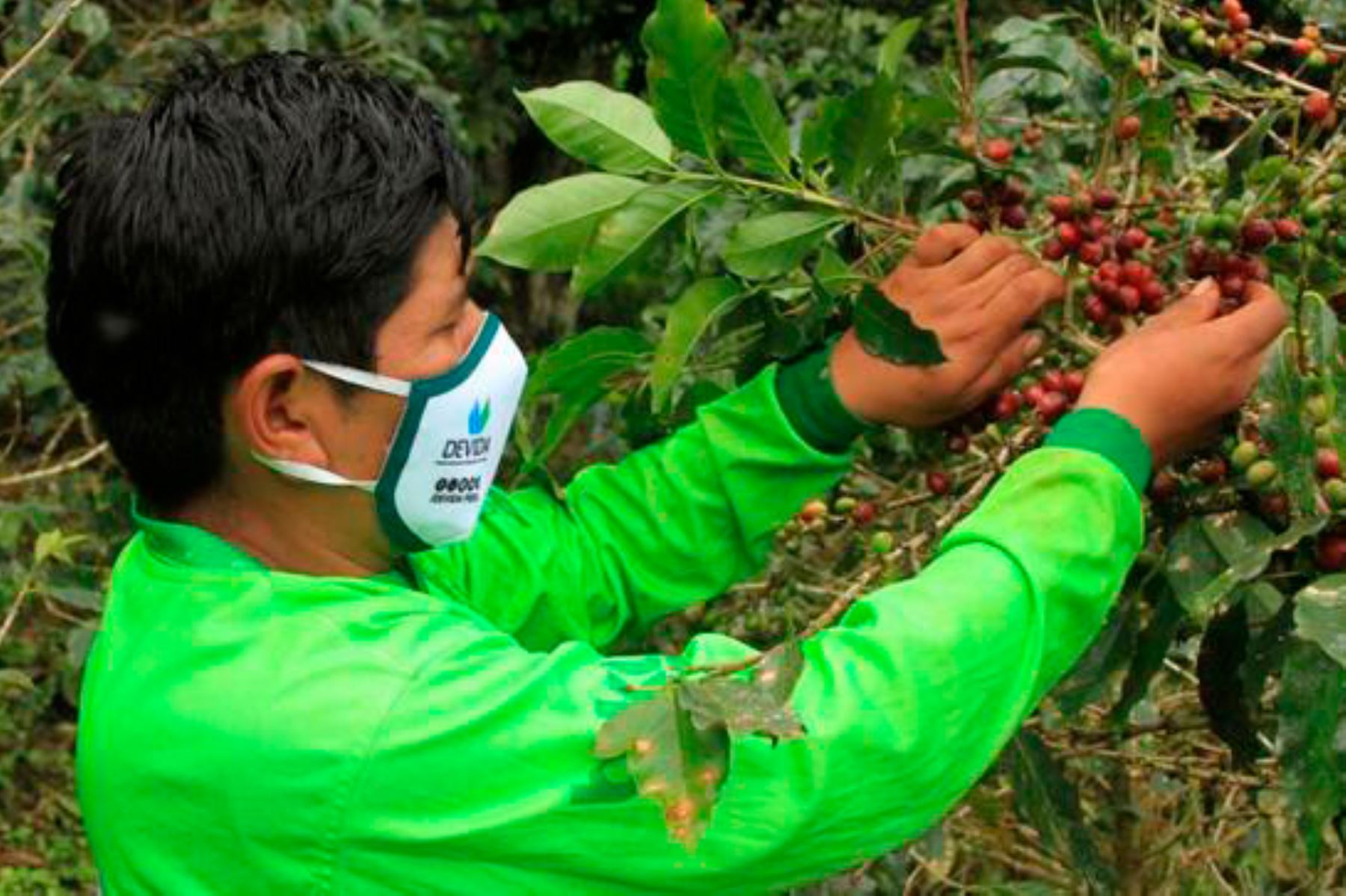El proyecto de mejoramiento de la cadena de valor agregado y comercialización de café fue anunciado y presentado con motivo del aniversario 66 del distrito de San Juan del Oro. Foto: ANDINA/Devida