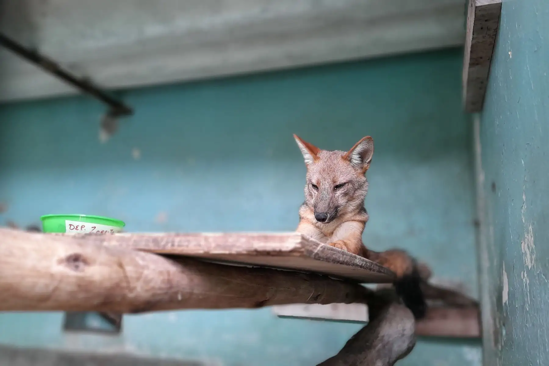 El zorro andino Run Run es uno de los animales silvestres rescatados que se encuentra albergado en un centro especializado para fauna silvestre.ANDINA/Difusión