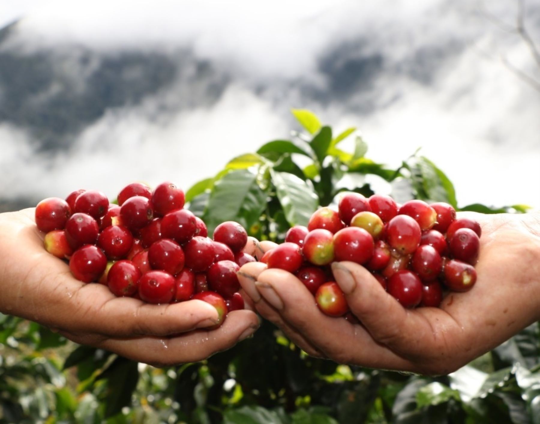 Devida invertirá más de S/ 4.6 millones para impulsar la producción de café orgánico y el cultivo de frutas en la provincia de Sandia, región Puno. ANDINA/Difusión