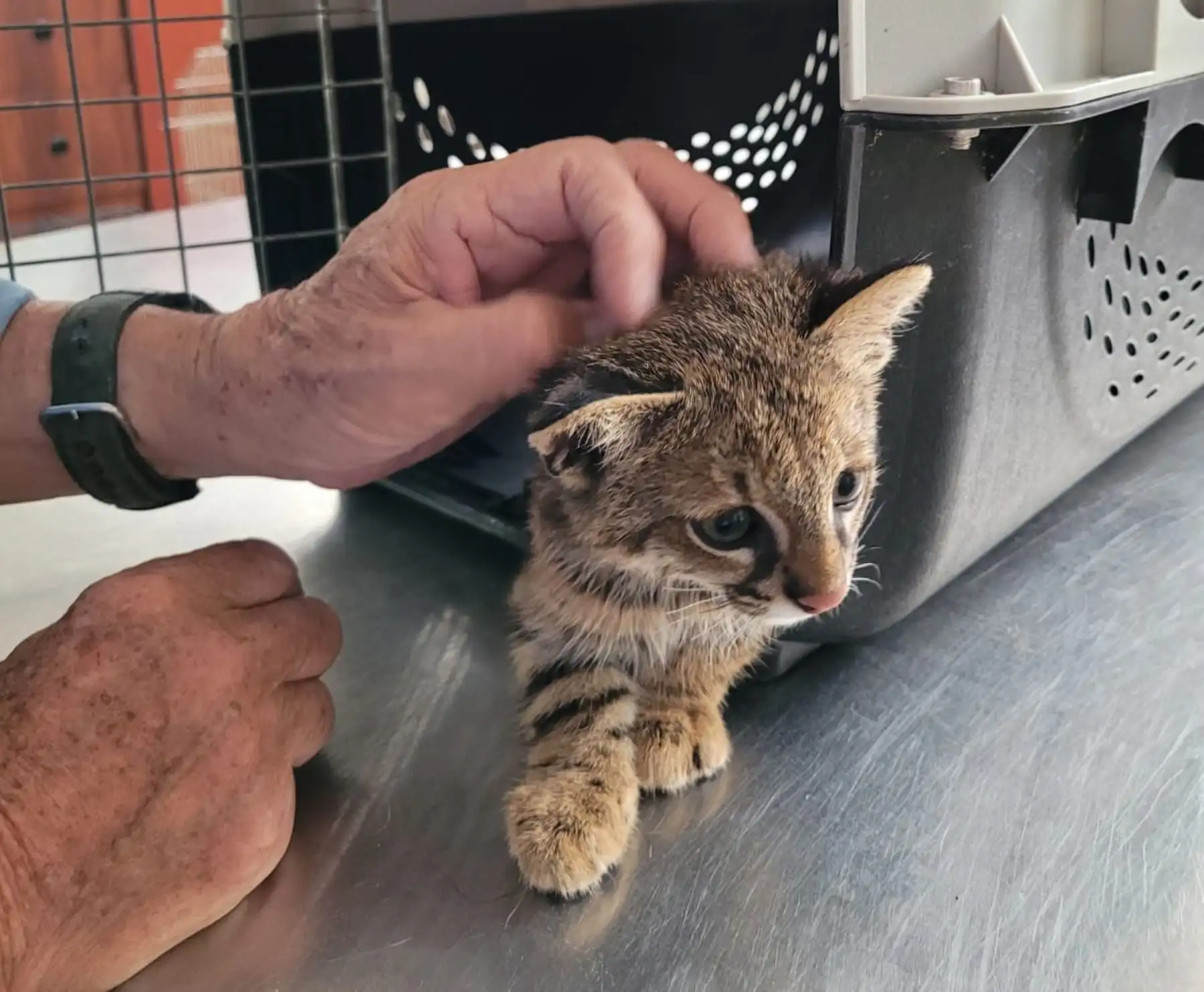 Especialistas del Serfor rescatan a cachorro de gato del desierto que era criado como mascota en el distrito de La Victoria, en Lambayeque. Foto: Serfor.