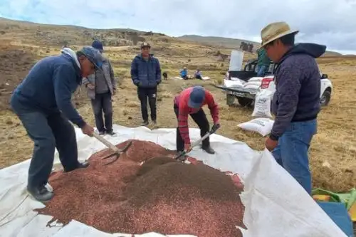La generación de material genético permitirá que el agricultor pueda obtener semillas que, por su alto valor genético, ofrezcan buen rendimiento por hectárea. Foto: ANDINA/INIA