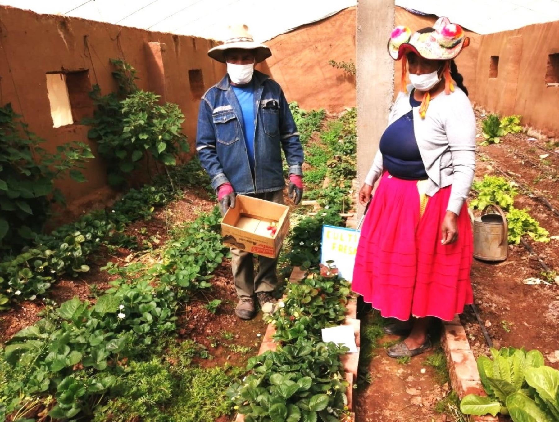 Más de 13,000 familias rurales de Puno se benefician con la ejecución de proyectos productivos que financia el programa Foncodes del Midis. ANDINA/Difusión