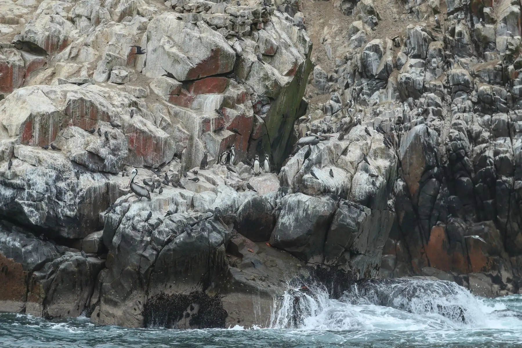 Este reconocimiento fue otorgado a las Islas Cavinzas e Islotes Palomino por su historia destacada de trabajo articulado entre el Sernanp y operadores locales para asegurar el ordenamiento de las embarcaciones turísticas que ingresan a este sector e implementar diversas medidas para regular las actividades turísticas en este destino.
oto: ANDINA/Andrés Valle