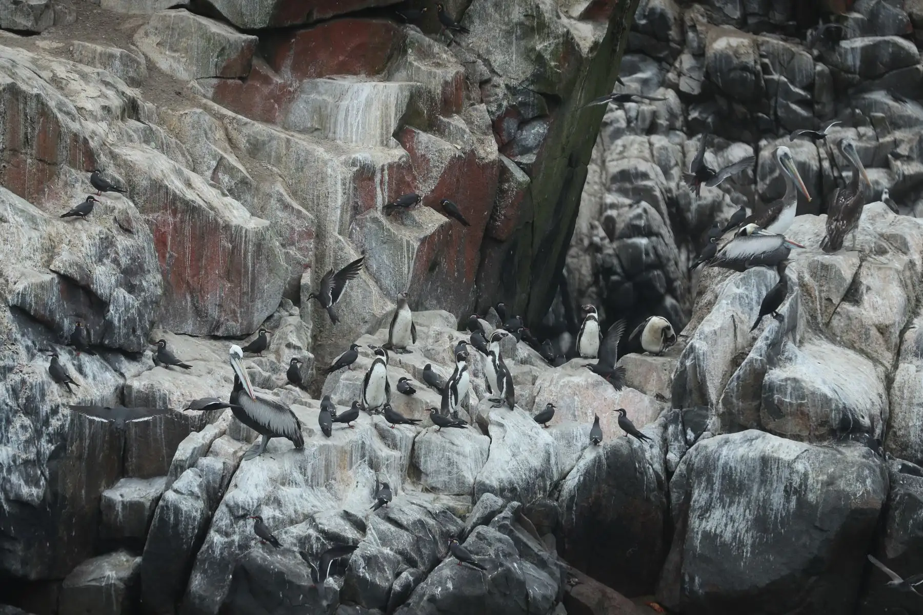 Como parte del plan de reactivación del turismo, el Gobierno Regional del Callao, reactiva la ruta turística a las Islas Cavinzas e Islotes Palomino que cuentan con el sello internacional “Safe Travels” y se encuentran dentro de la Zona de Desarrollo Turístico Marítimo Monumental.
Foto: ANDINA/Andrés Valle