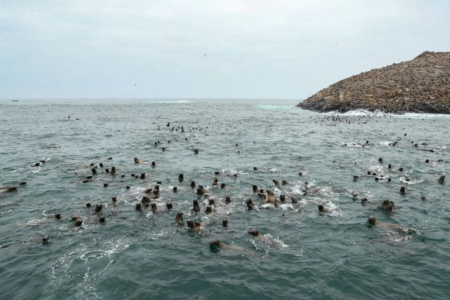 Este reconocimiento fue otorgado a las Islas Cavinzas e Islotes Palomino por su historia destacada de trabajo articulado entre el Sernanp y operadores locales para asegurar el ordenamiento de las embarcaciones turísticas que ingresan a este sector e implementar diversas medidas para regular las actividades turísticas en este destino.
Foto: ANDINA/Andrés Valle