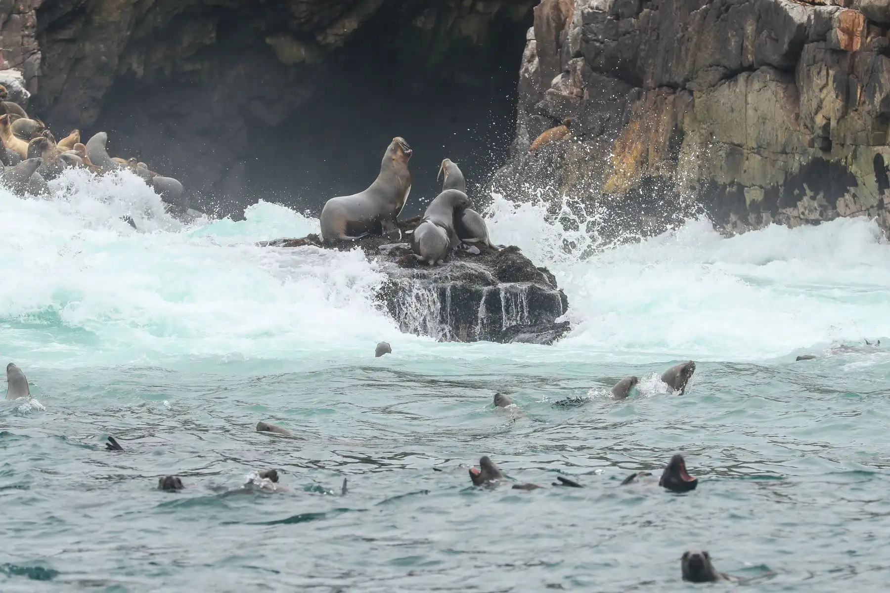 Como parte del plan de reactivación del turismo, el Gobierno Regional del Callao, reactiva la ruta turística a las Islas Cavinzas e Islotes Palomino que cuentan con el sello internacional “Safe Travels” y se encuentran dentro de la Zona de Desarrollo Turístico Marítimo Monumental.
Foto: ANDINA/Andrés Valle