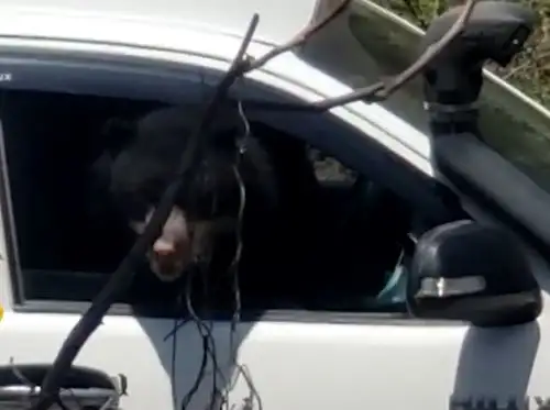 Un travieso ejemplar de oso andino se subió a una camioneta del fotógrafo Heinz Plenge en la Reserva Ecológica Chaparrí, en Lambayeque.