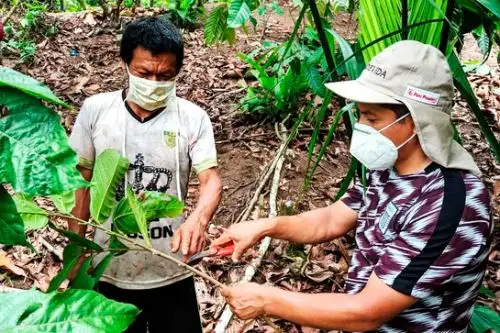Se beneficiará a un total de 465 familias dedicadas al cultivo de cacao en la provincia de Oxapampa, en la selva de la región Pasco. Foto: ANDINA/Devida.