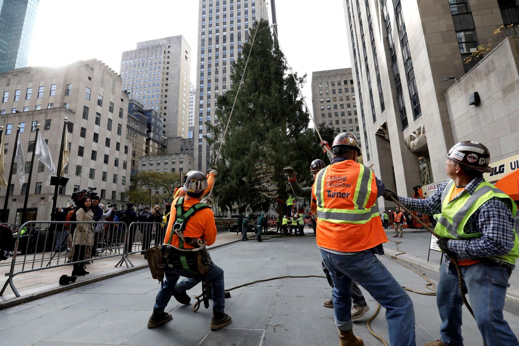 Llega a Nueva York árbol del Rockefeller Center que marca inicio de la Navidad.