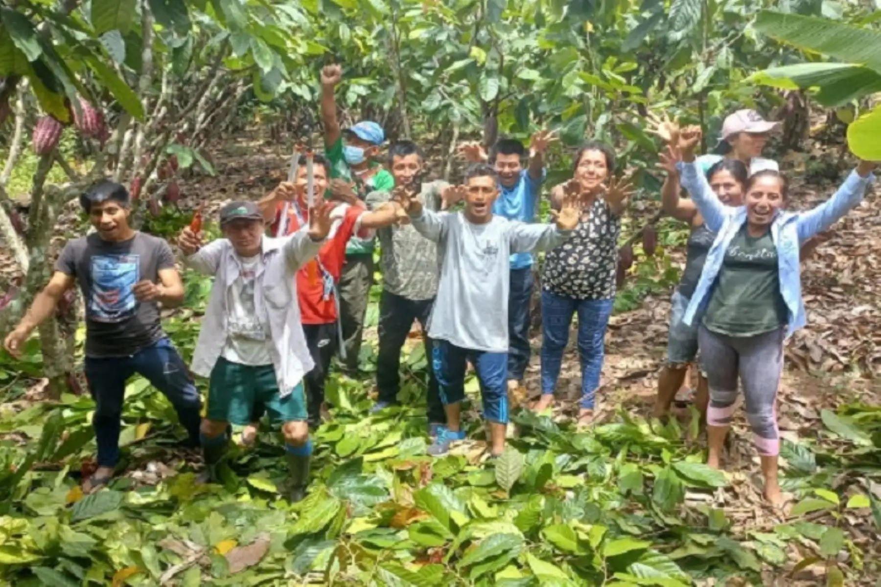 Gracias a la  asistencia técnica brindad por el Midagri, los campesinos deron inicio a la reconversión productiva que ayuda a su agricultura familiar.