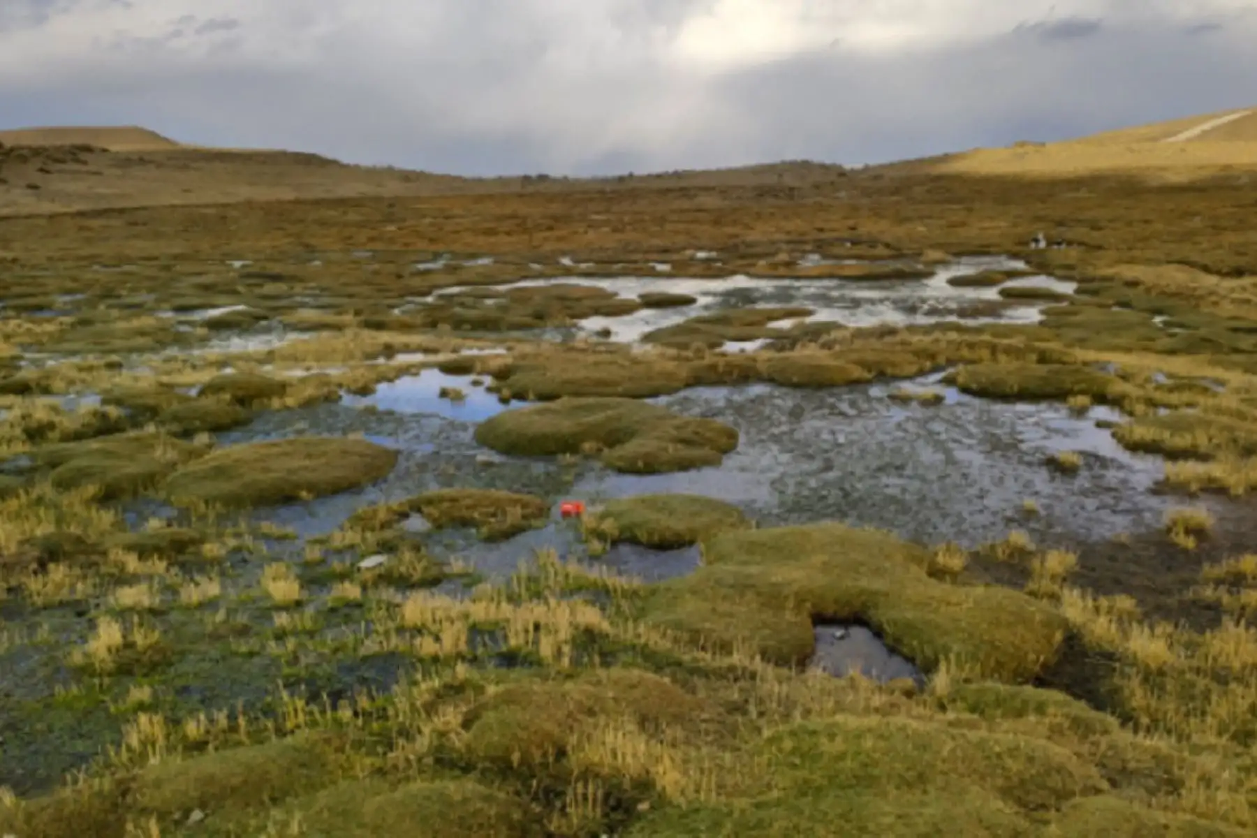 Hoy se celebra el Día Mundial de los Humedales para resaltar la importancia de estos ecosistemas en la conservación de la biodiversidad y la supervivencia humana frente al cambio climático. ANDINA/Difusión