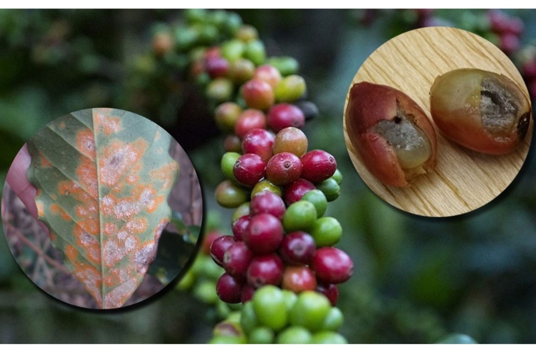 Científicos de la Universidad Nacional Agraria La Molina investigan productos bioestimulantes para combatir las plagas de la roya y la broca que afectan al café. ANDINA/Difusión