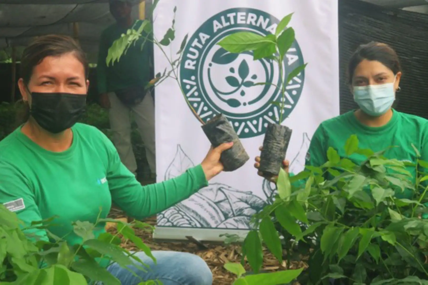 Además de la entrega de recursos, Devida ha hecho mantenimiento a 2,851 hectáreas en las parcelas reforestadas. Foto: ANDINA/Devida