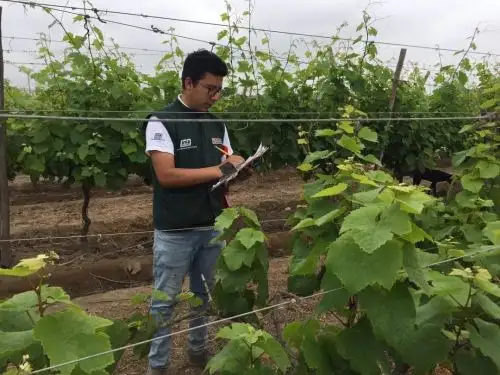 Con el análisis de la calidad genética de la vida en Chincha, científicos del INIA iniciaron un proyecto que tiene como objetivo desarrollar variedades de vid de alta calidad y resistentes a plagas. Foto: ANDINA/Difusión.